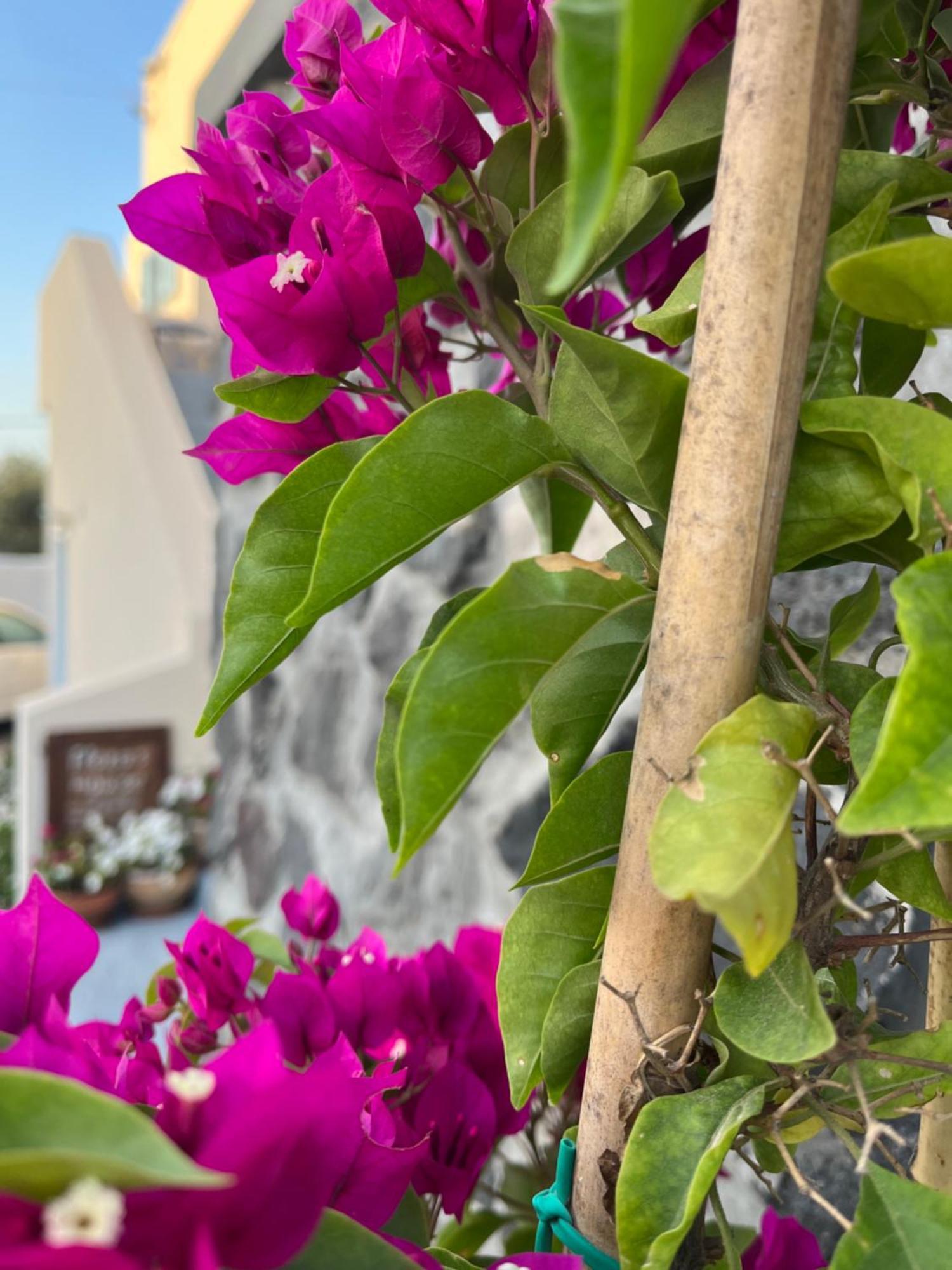 Flora'S House & Cave Winery Villa Pyrgos Kallistis ภายนอก รูปภาพ